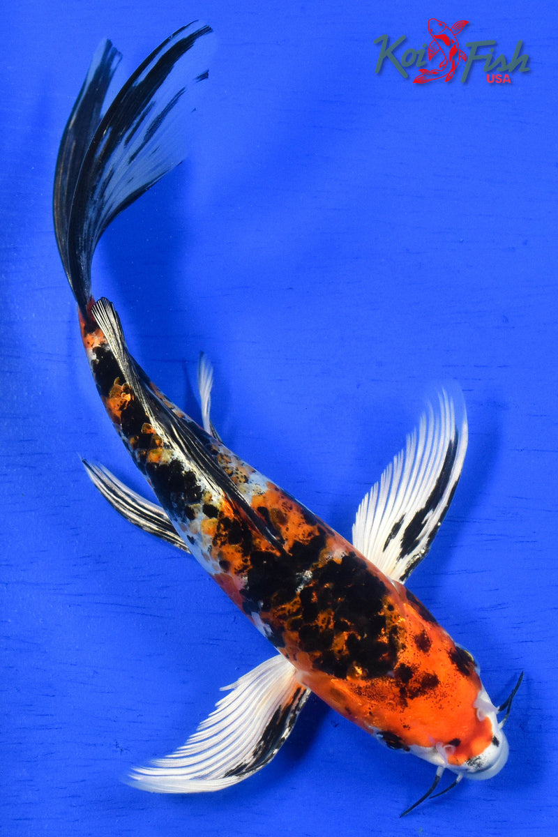 9" YAMATO NISHIKI BUTTERFLY