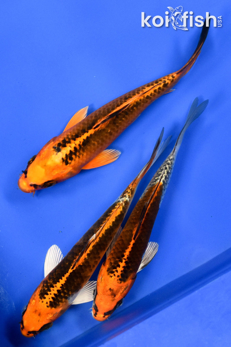 EXACT FISH - LOT OF (3) 6-7" STANDARD KOI