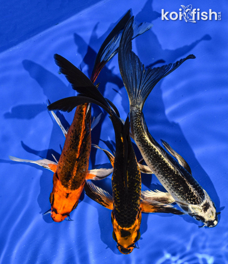 (3) 6-7" BUTTERFLY KOI