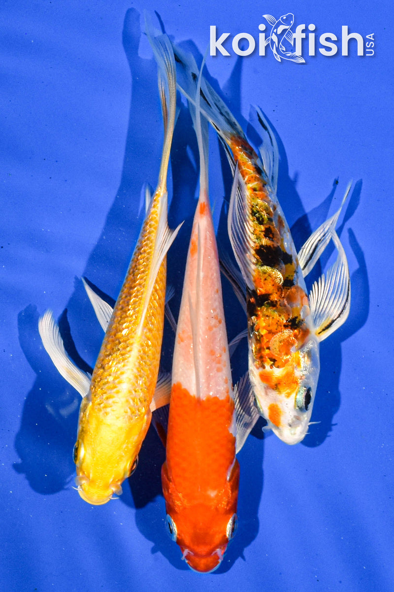 PACK OF (3) 5" BUTTERFLY KOI