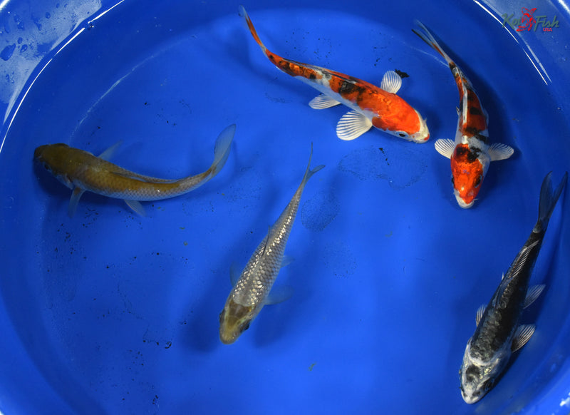 KOI PACK