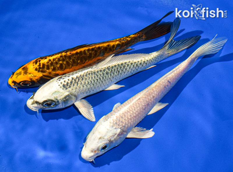 Pack of (3) 5-6" Standard Koi