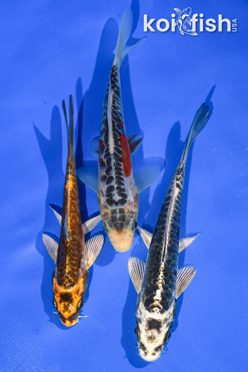 Pack of (3) 5-6" Standard Koi