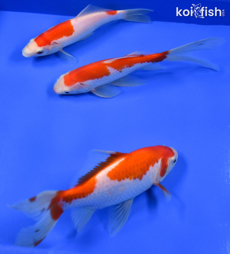 EXACT FISH - LOT OF (3) 4-6" SARASA GOLDFISH