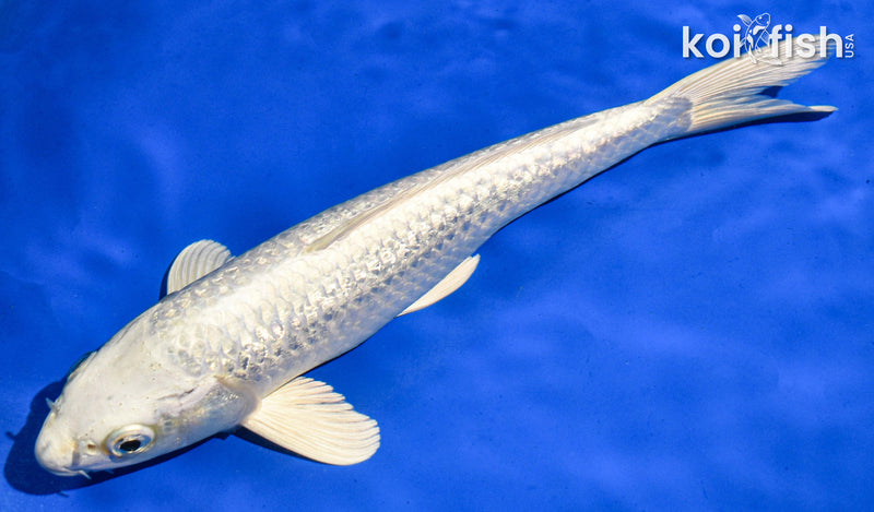 9.5" GINRIN PLATINUM OGON