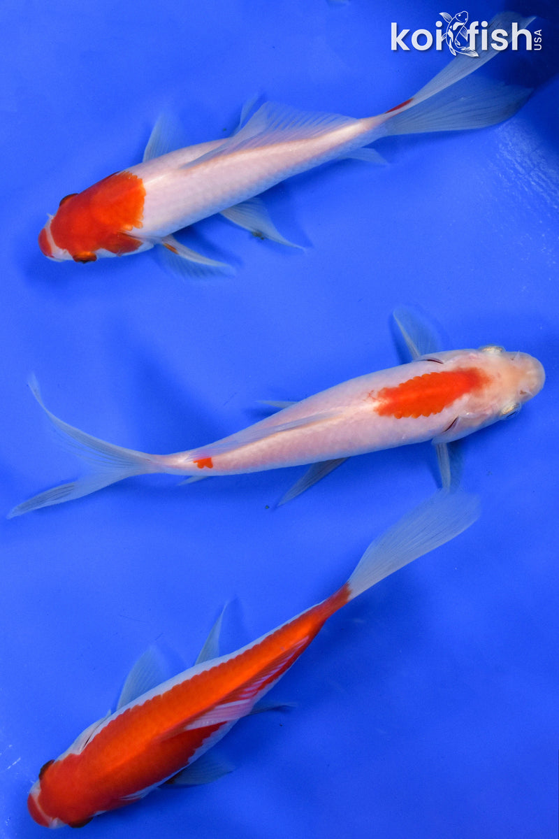 Exact Fish - Lot of (3) 4-6" Sarasa Comet Goldfish