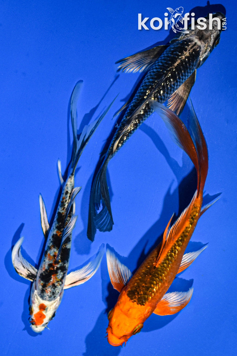 (3) 6-7" BUTTERFLY KOI