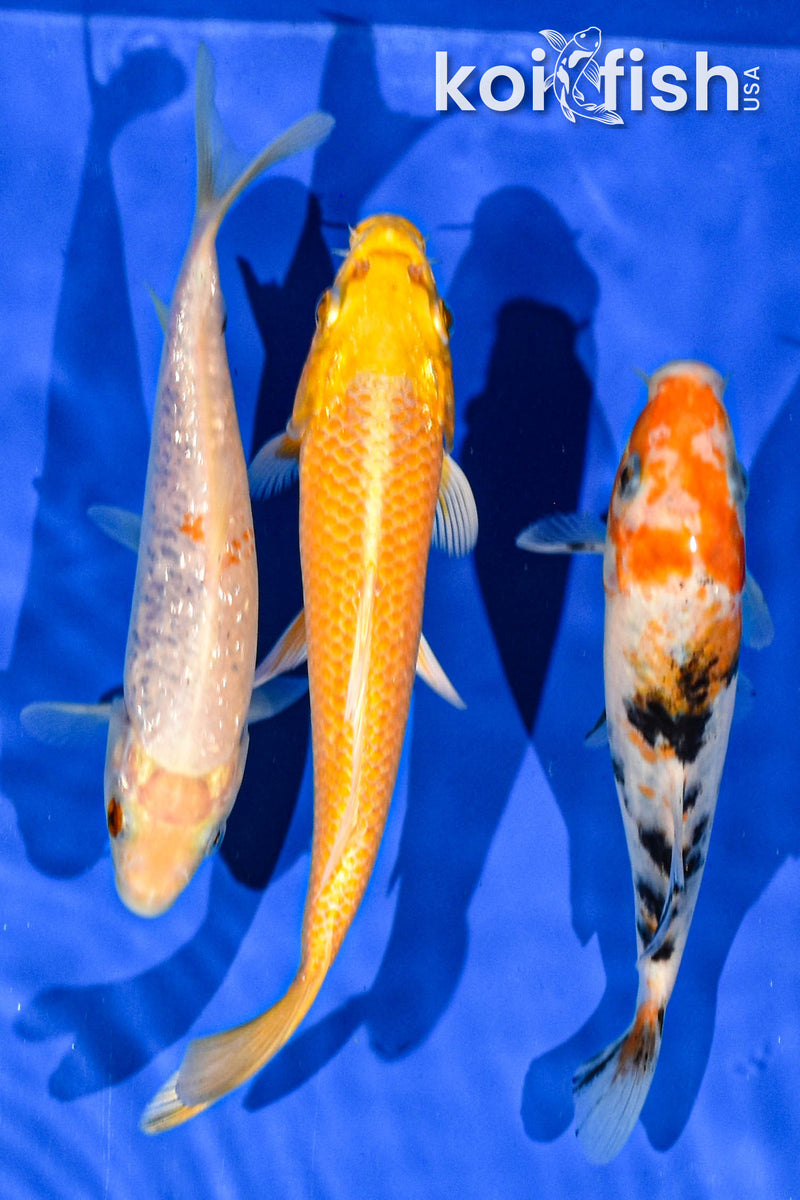 PACK OF (3) 6-7" STANDARD KOI