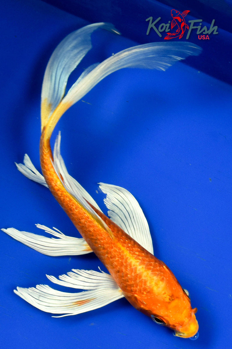 9" ORENJI OGON BUTTERFLY