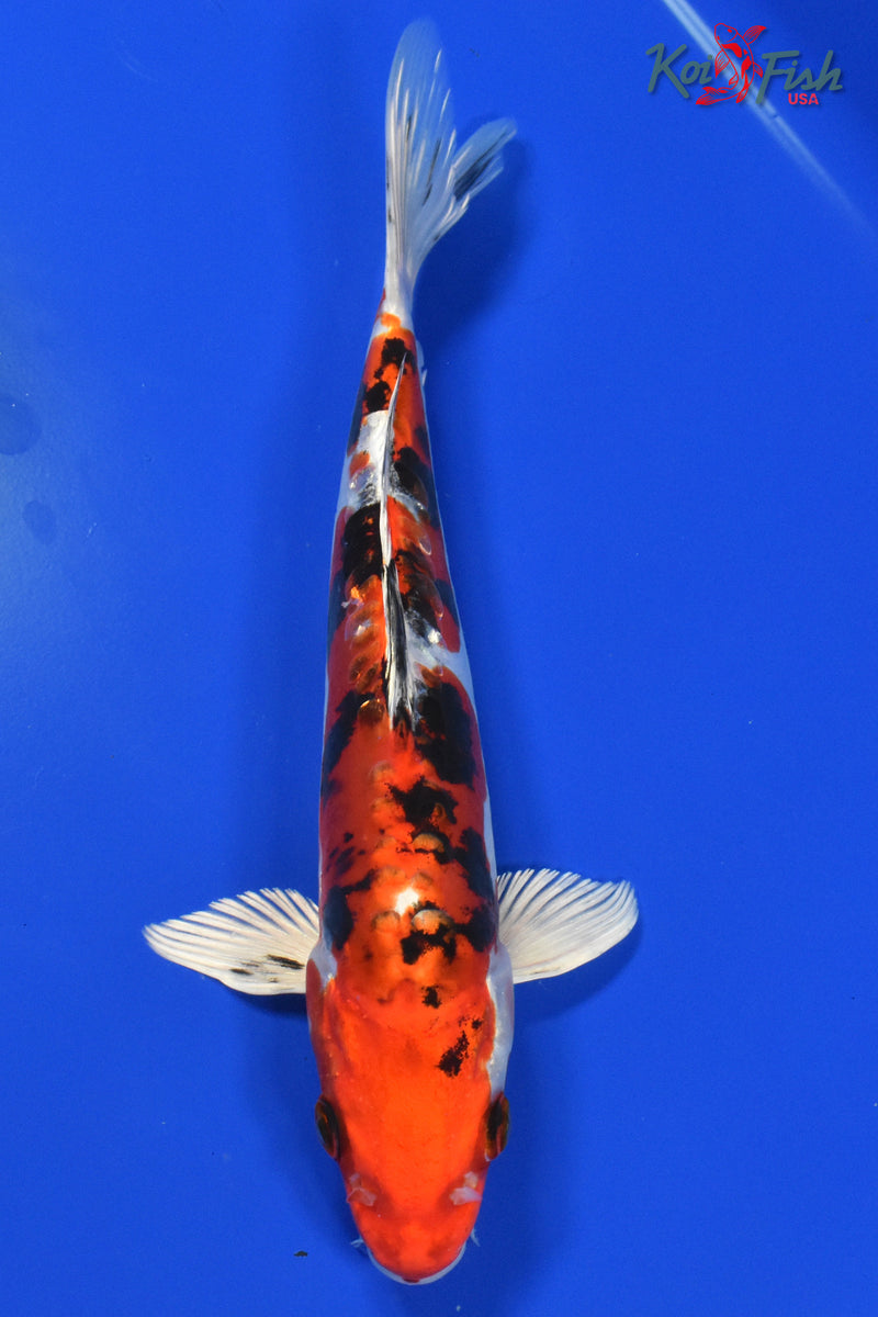 9" HEISEI NISHIKI