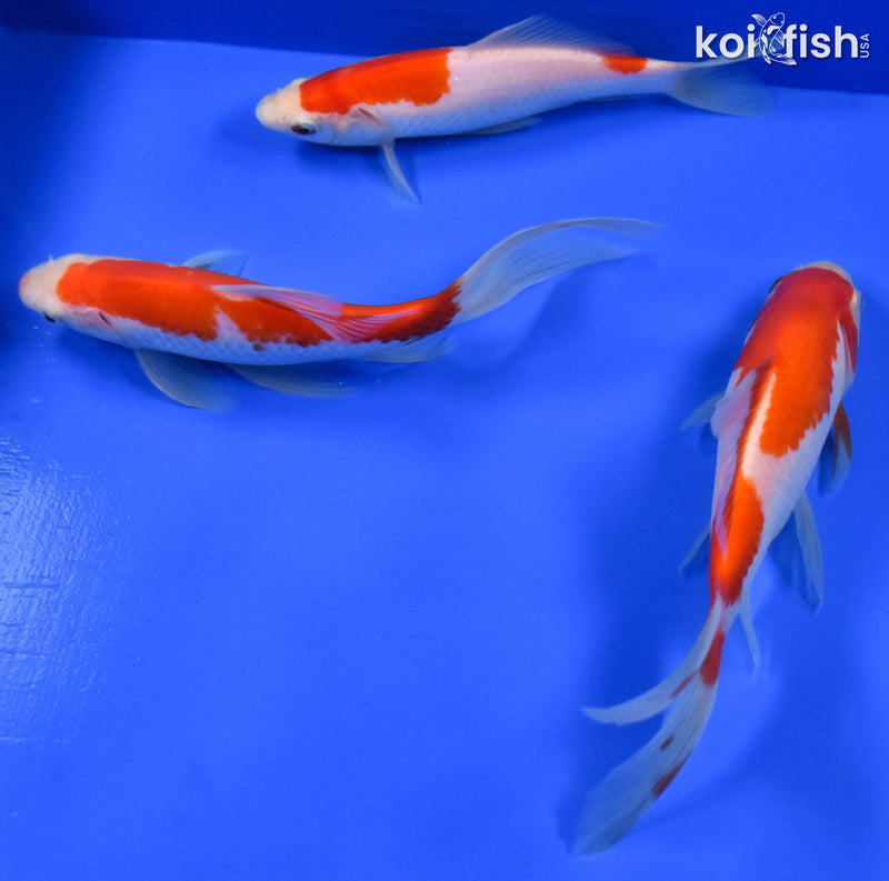 EXACT FISH - LOT OF (3) 4-6" SARASA GOLDFISH