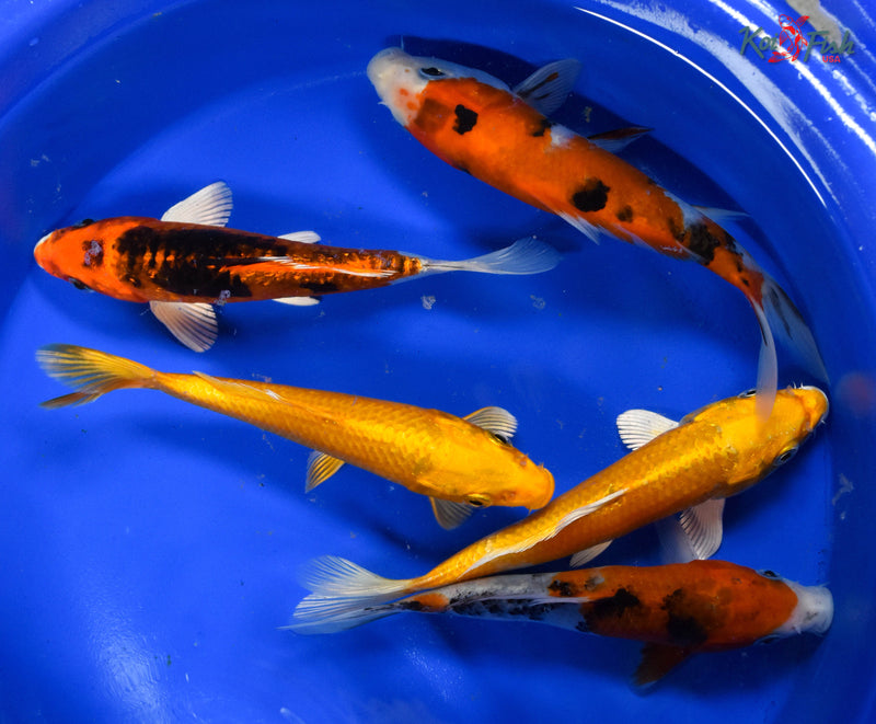 LOT OF (5) 5-6" ASSORTED STANDARD KOI