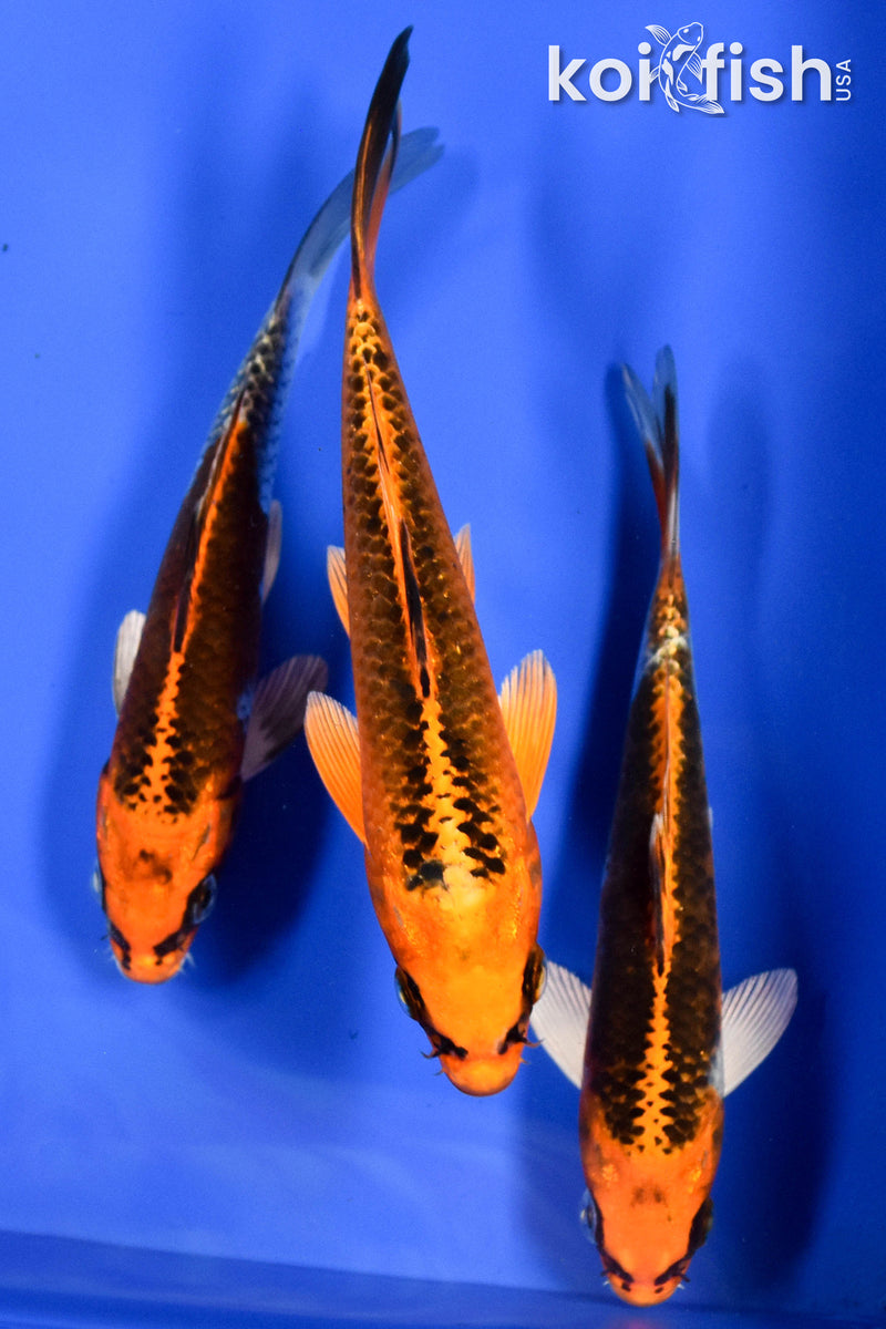 EXACT FISH - LOT OF (3) 6-7" STANDARD KOI