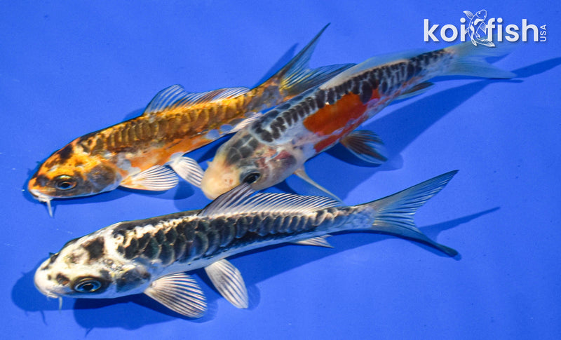 Pack of (3) 5-6" Standard Koi