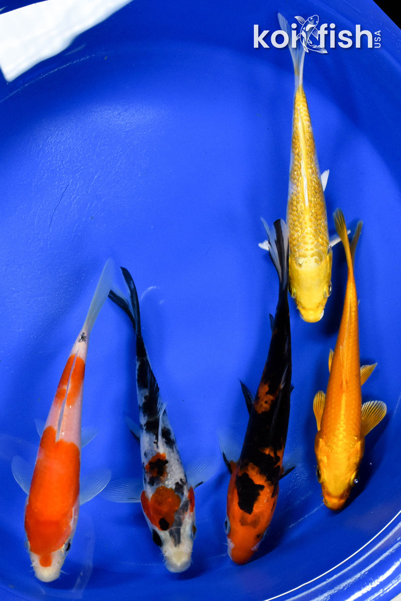 EXACT FISH - LOT OF (5) ASSORTED 5-6" STANDARD KOI