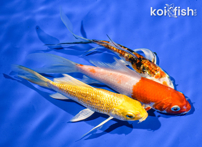 PACK OF (3) 5" BUTTERFLY KOI