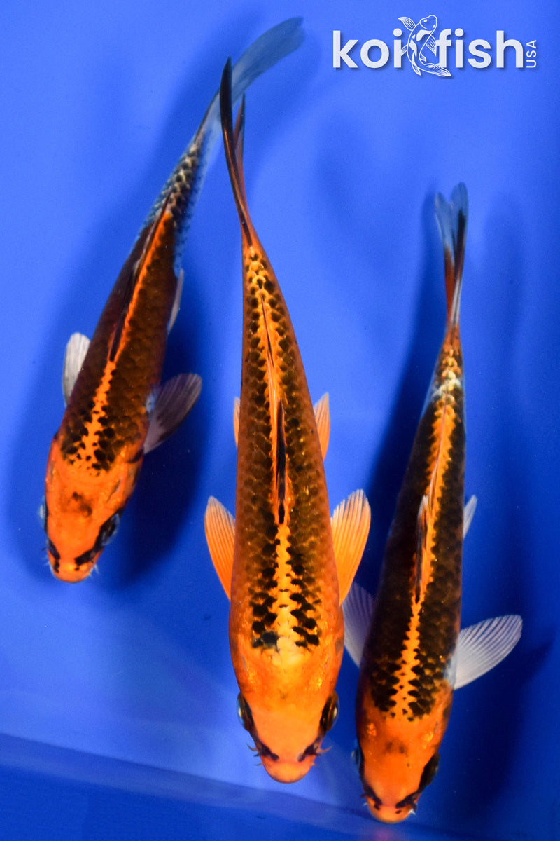 EXACT FISH - LOT OF (3) 6-7" STANDARD KOI