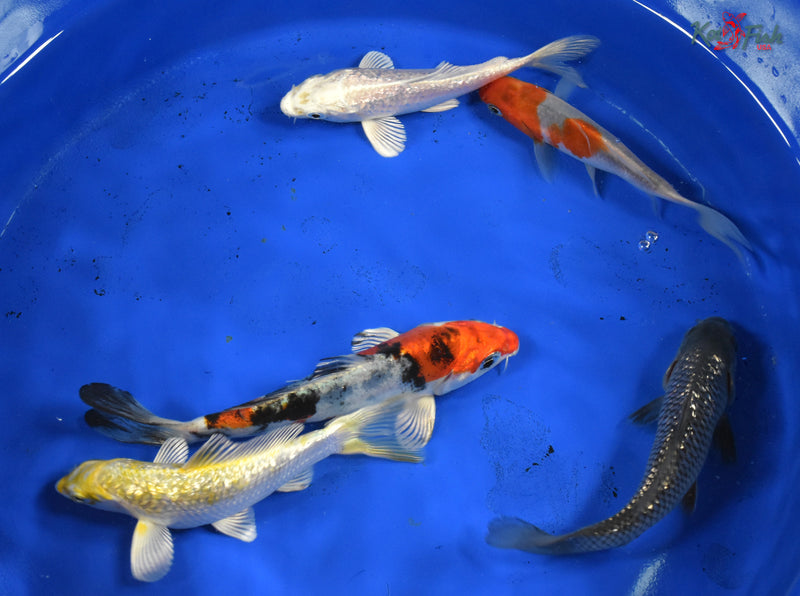 KOI PACK