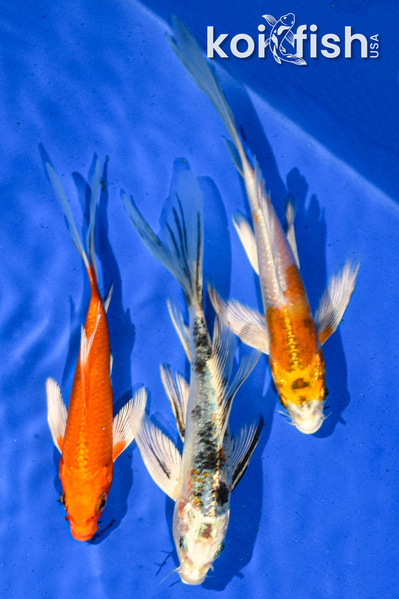 PACK OF (3) 5-6" BUTTERFLY KOI