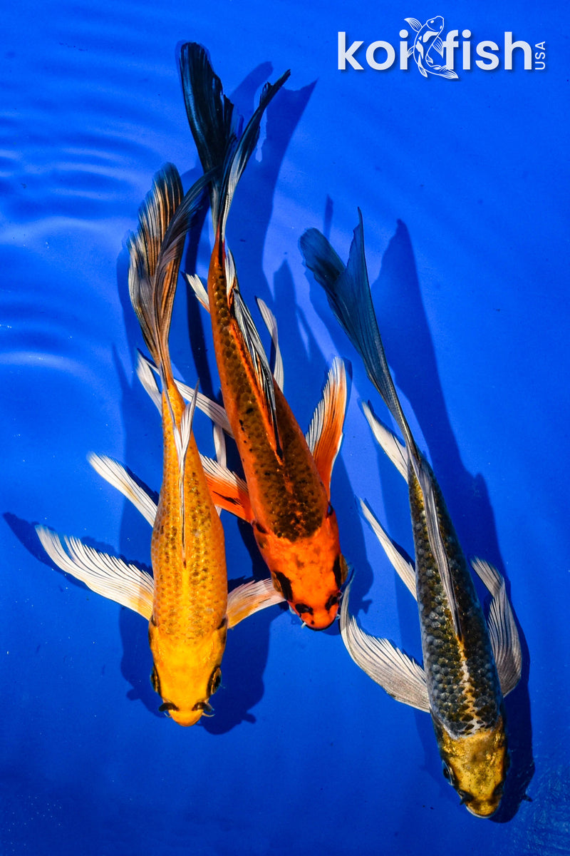 (3) 6.5-7" BUTTERFLY KOI