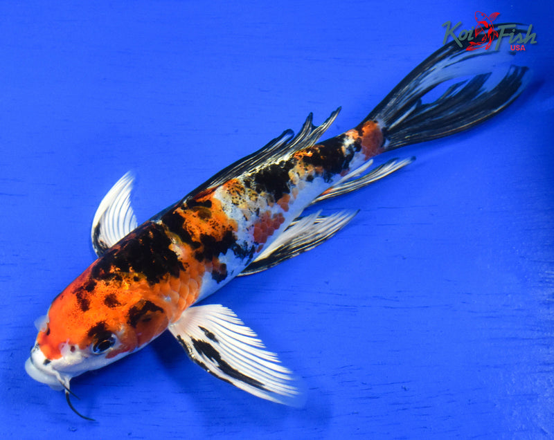 9" YAMATO NISHIKI BUTTERFLY