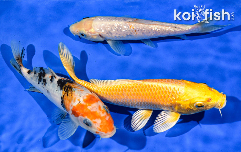 PACK OF (3) 6-7" STANDARD KOI