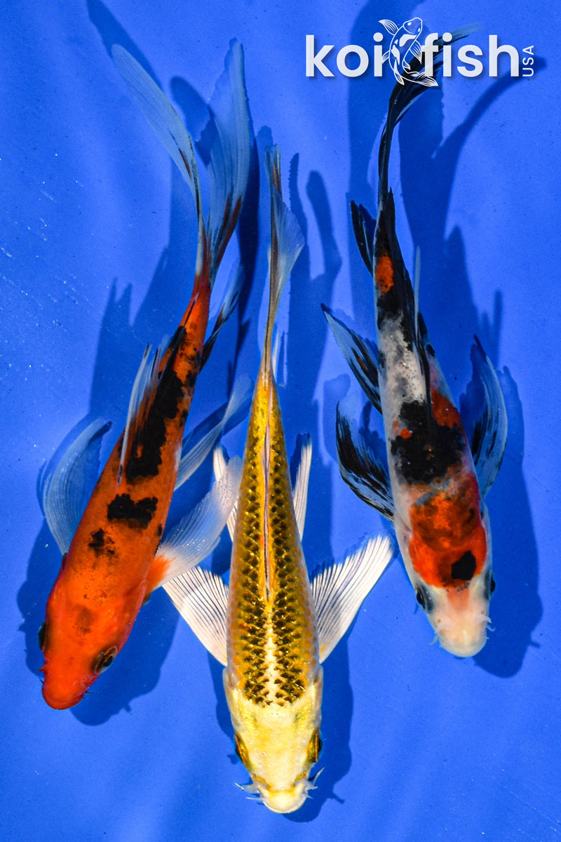 (3) 5-6" BUTTERFLY KOI