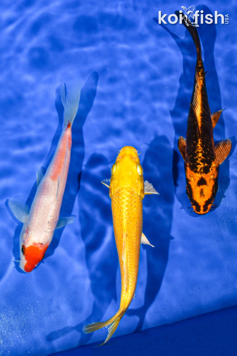 PACK OF (3) 5-6" STANDARD KOI