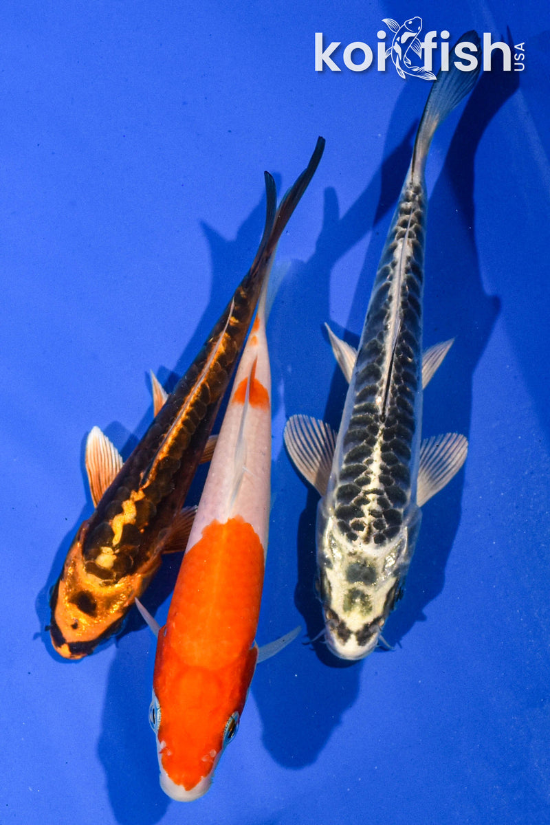 Pack of (3) 5-6" Standard Koi