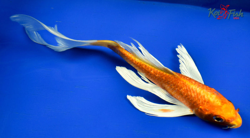 9" ORENJI OGON BUTTERFLY