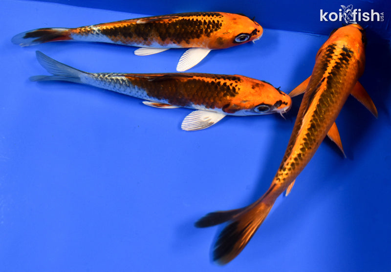 EXACT FISH - LOT OF (3) 6-7" STANDARD KOI