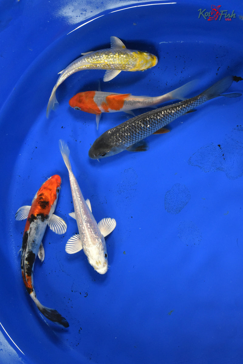 KOI PACK