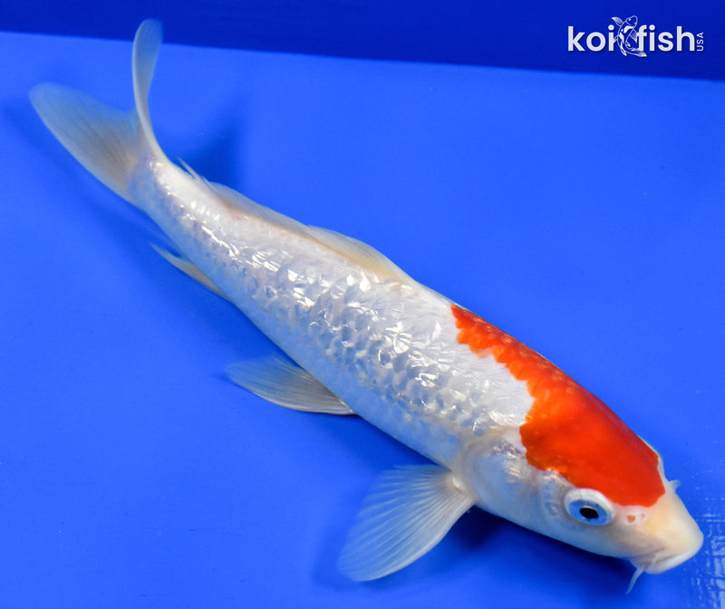 9" GINRIN KOHAKU