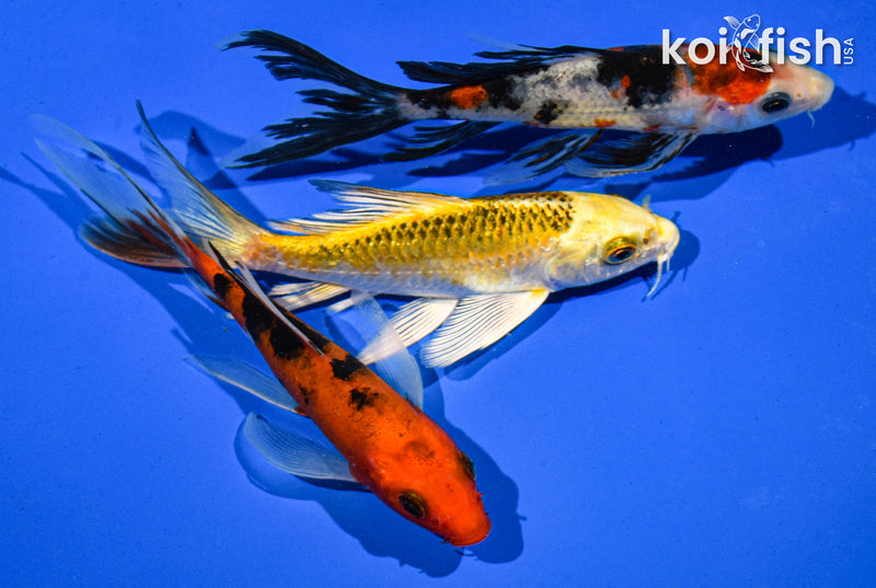 (3) 5-6" BUTTERFLY KOI