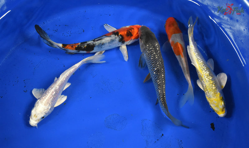 KOI PACK