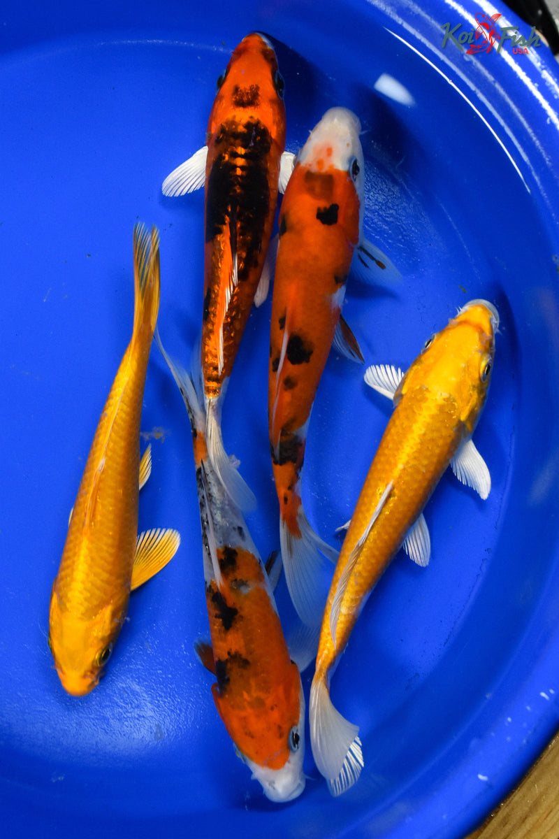 LOT OF (5) 5-6" ASSORTED STANDARD KOI