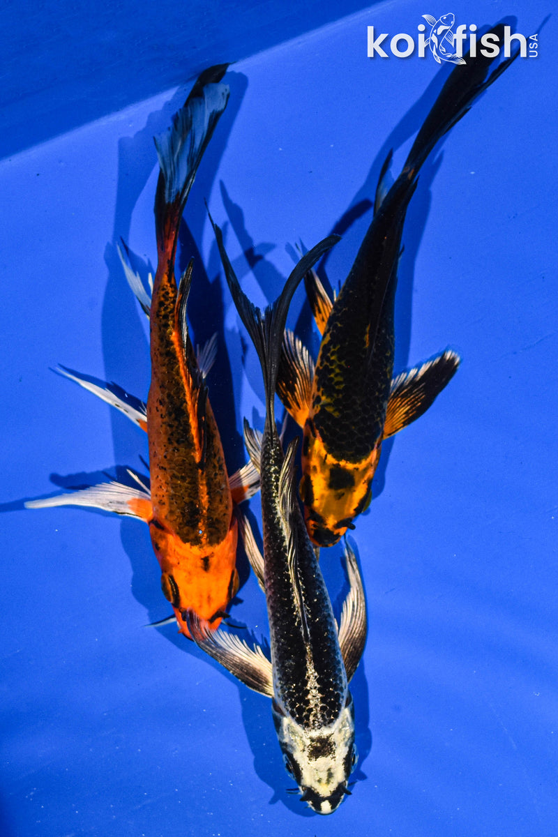 (3) 6-7" BUTTERFLY KOI