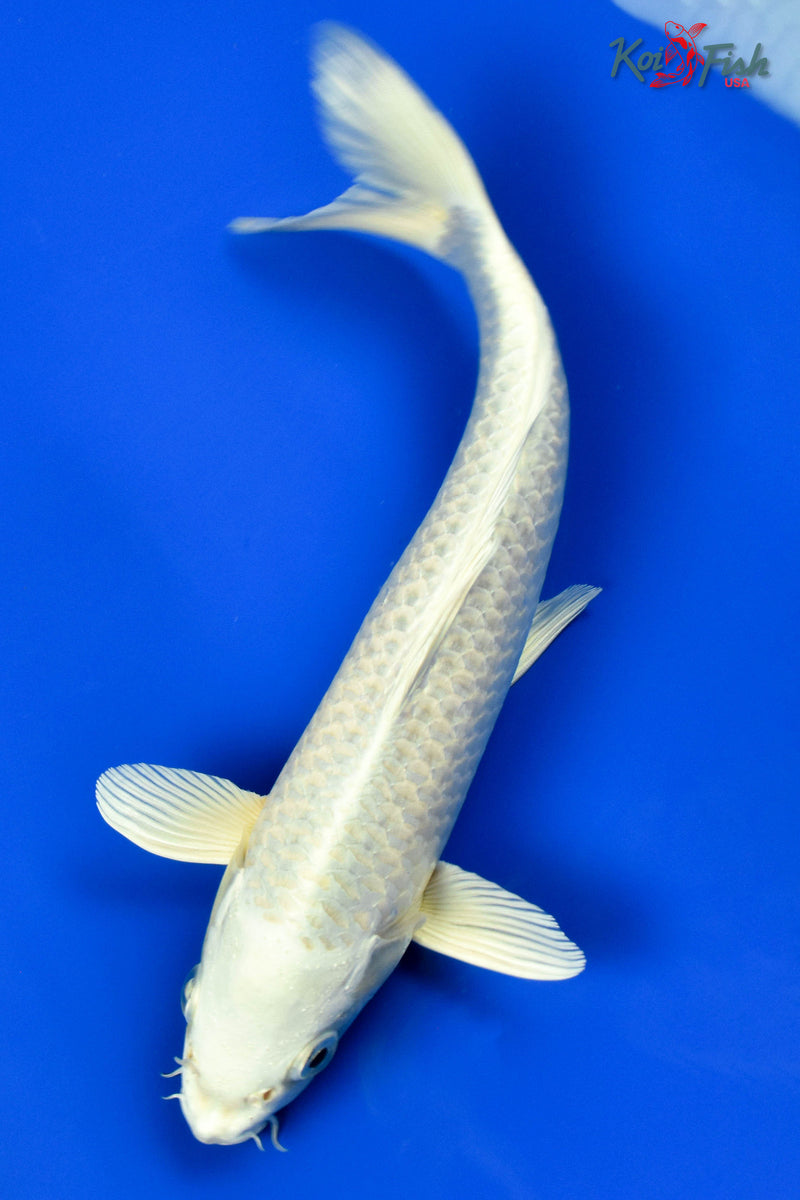 9" PLATINUM OGON