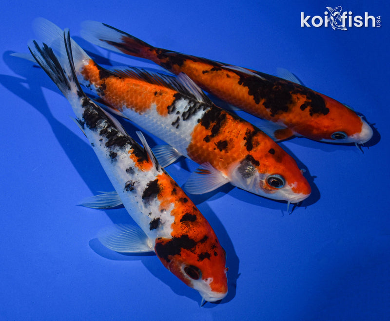 (3) 6" STANDARD KOI