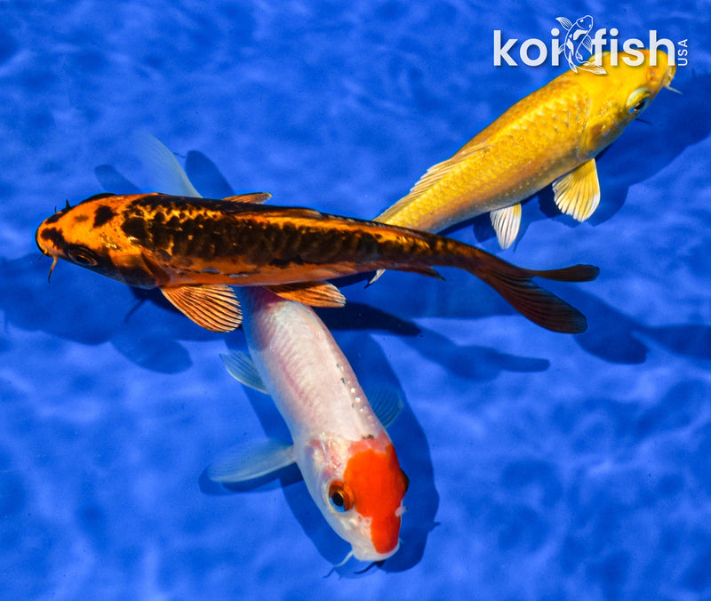 PACK OF (3) 5-6" STANDARD KOI