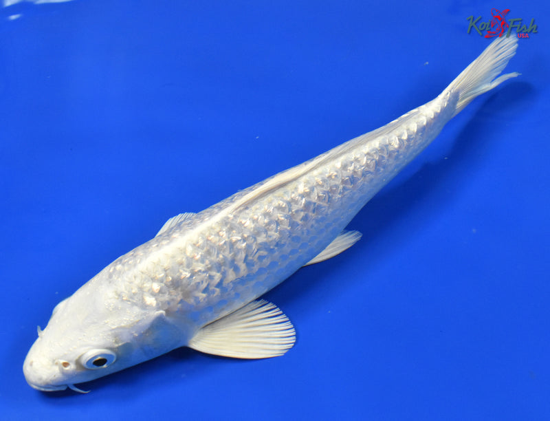 9.5" GINRIN PLATINUM OGON