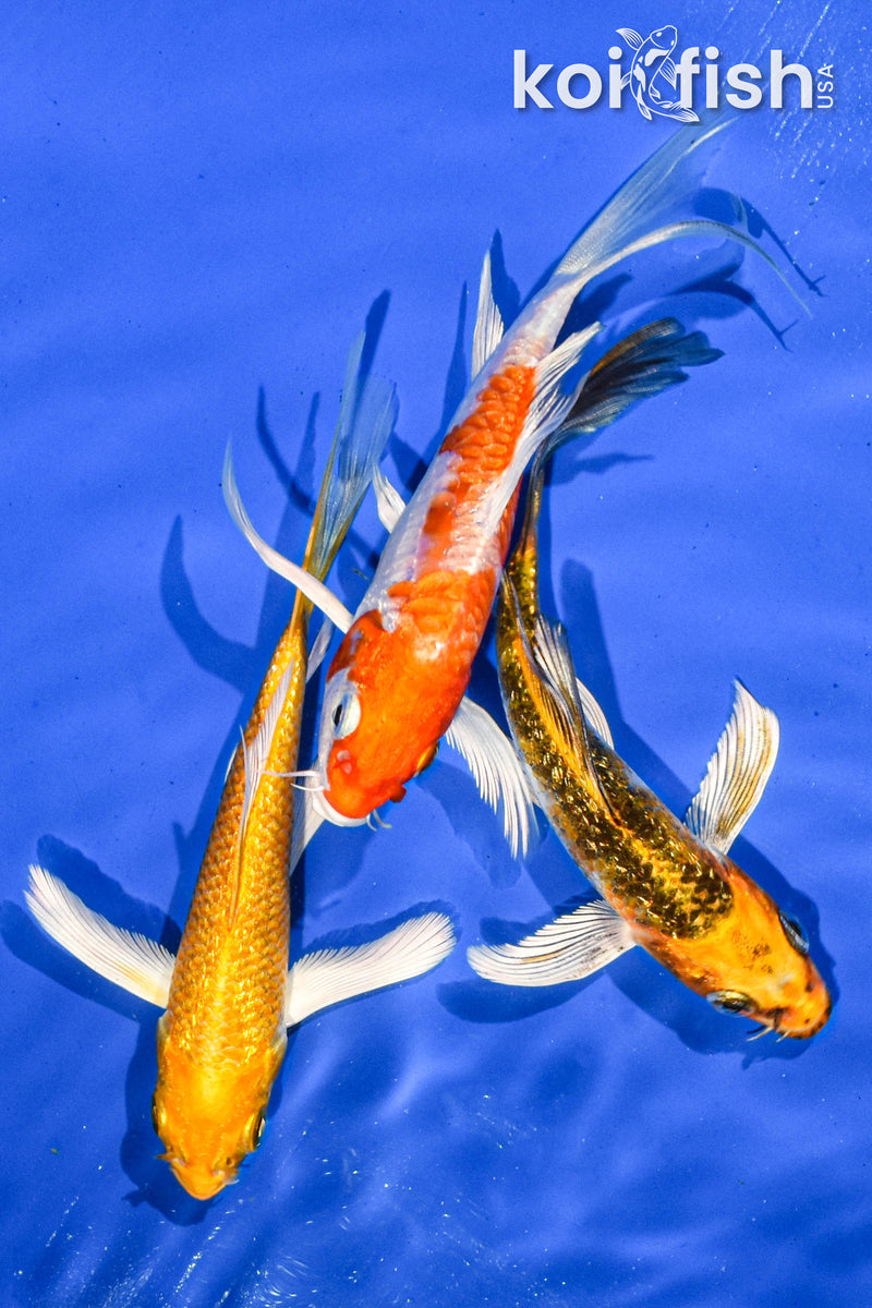 PACK OF (3) 5" BUTTERFLY KOI