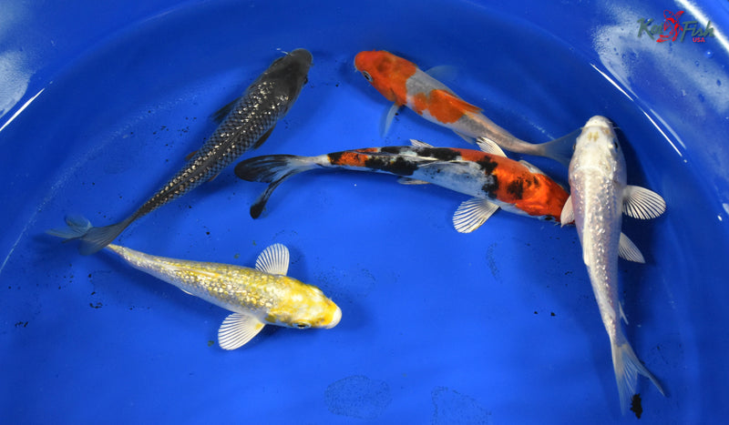 KOI PACK