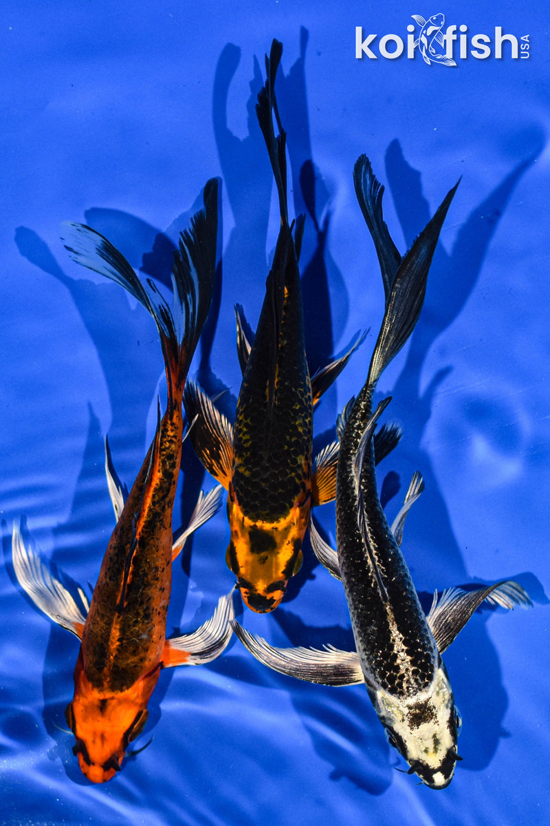 (3) 6-7" BUTTERFLY KOI