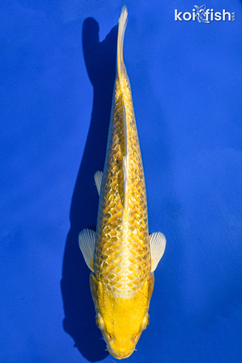 9.5" GINRIN YAMABUKI OGON