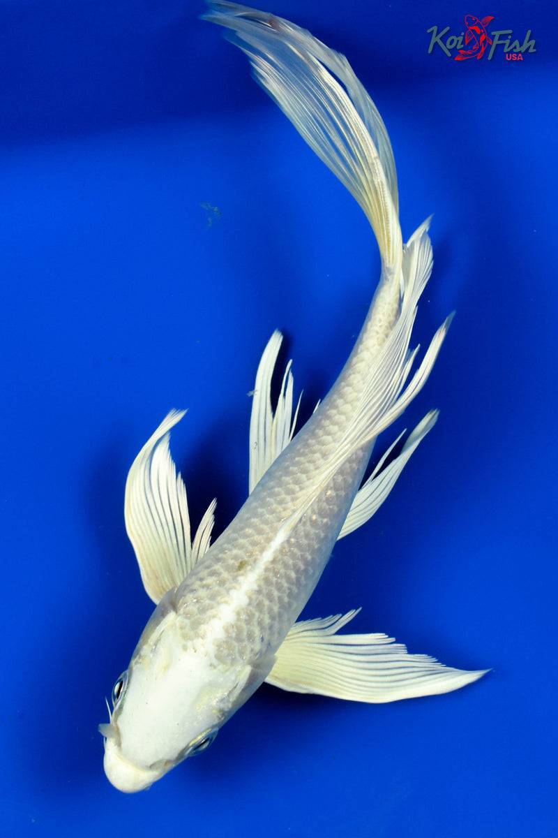 9.5" PLATINUM OGON BUTTERFLY