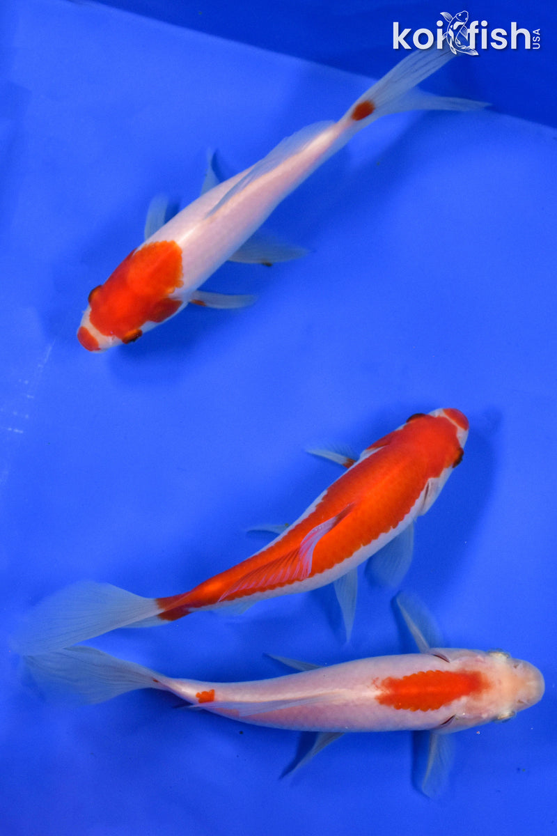 Exact Fish - Lot of (3) 4-6" Sarasa Comet Goldfish