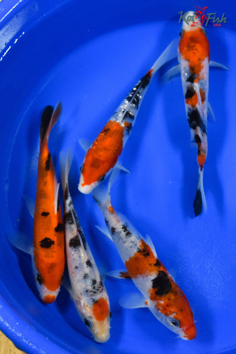 LOT OF (5) 5-6" ASSORTED SANKE KOI