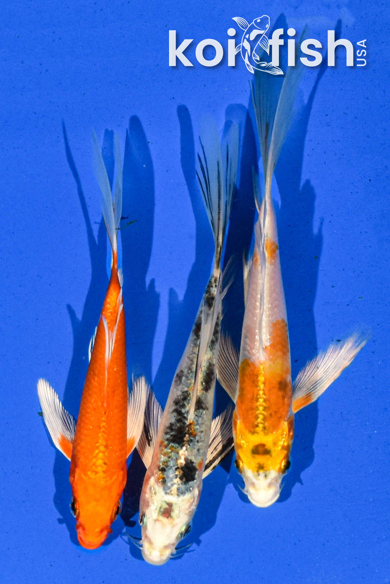 PACK OF (3) 5-6" BUTTERFLY KOI