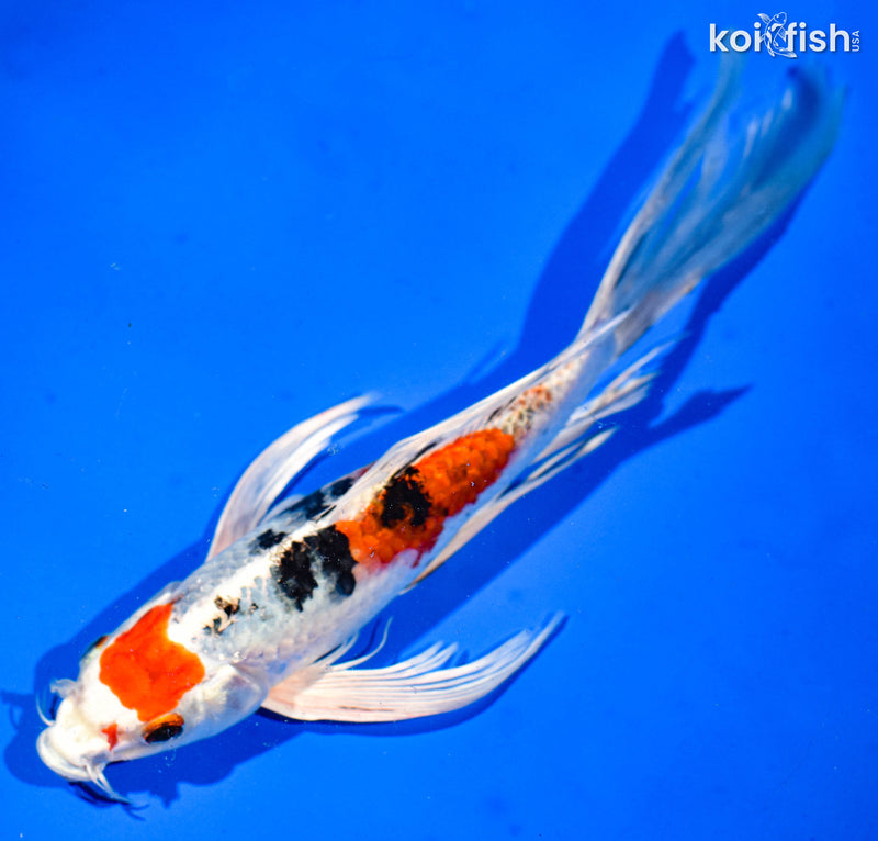 9.5" YAMATO NISHIKI BUTTERFLY